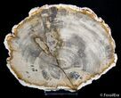 Tropical Hardwood Petrified Wood Slab - Indonesia #2753-1